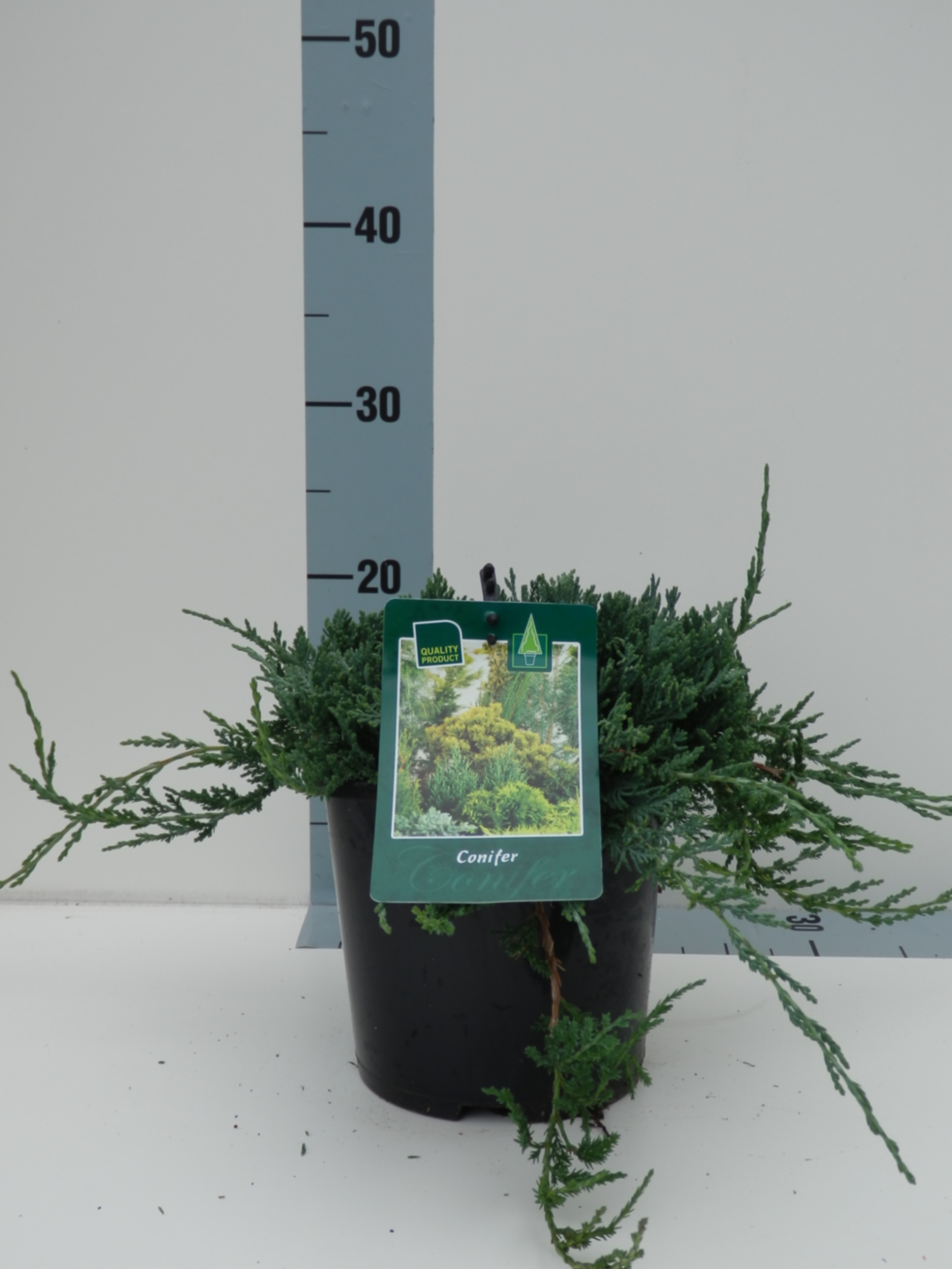 Можжевельник горизонтальный Вилтони